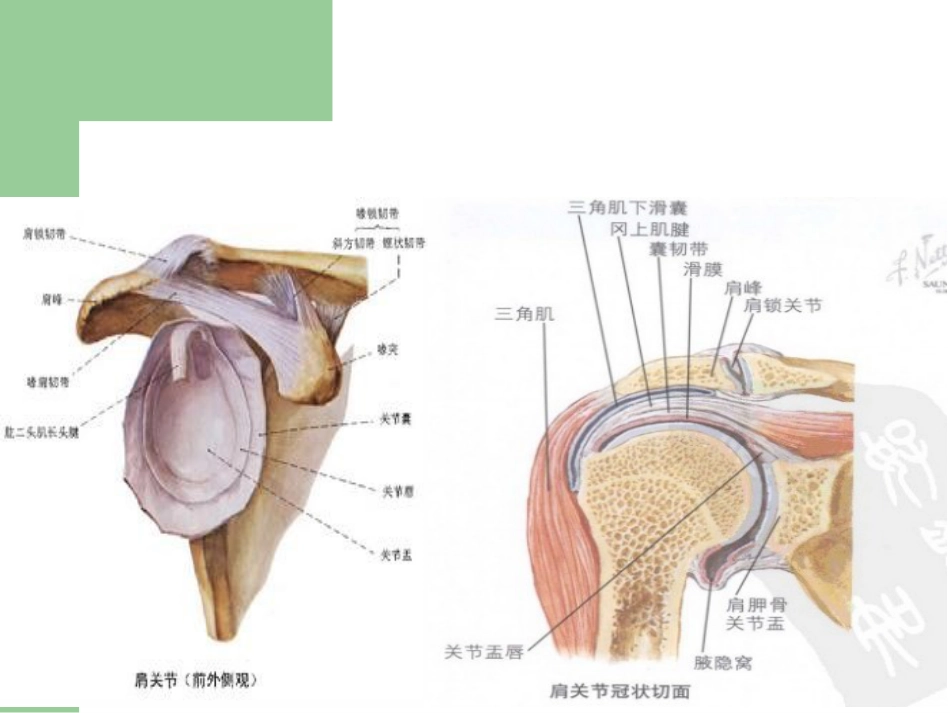 外科学：肩峰下撞击综合征_第11页