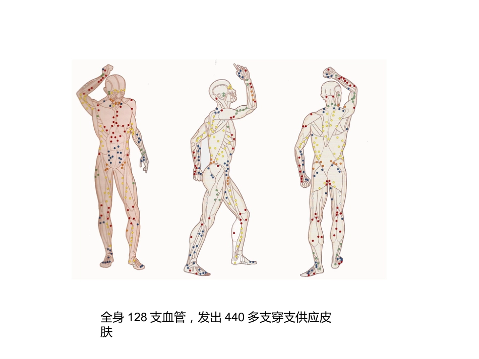 外科学：小腿穿支皮瓣的临床应用_第6页