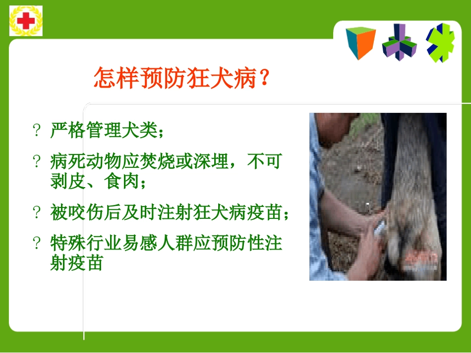 常见动物咬蛰伤应急救护ppt课件_第12页