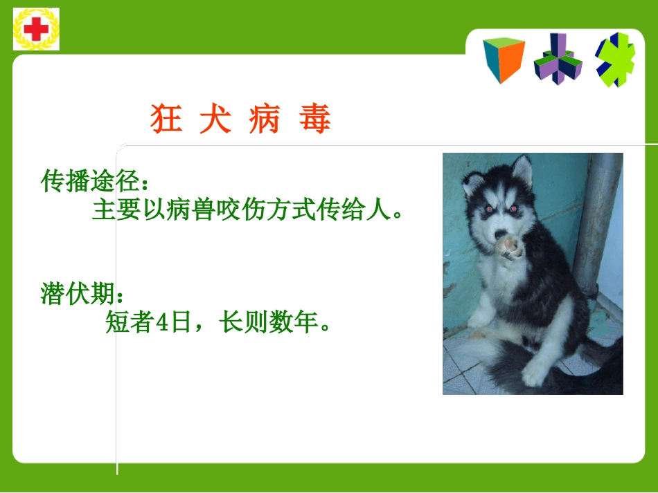 常见动物咬蛰伤应急救护ppt课件_第4页