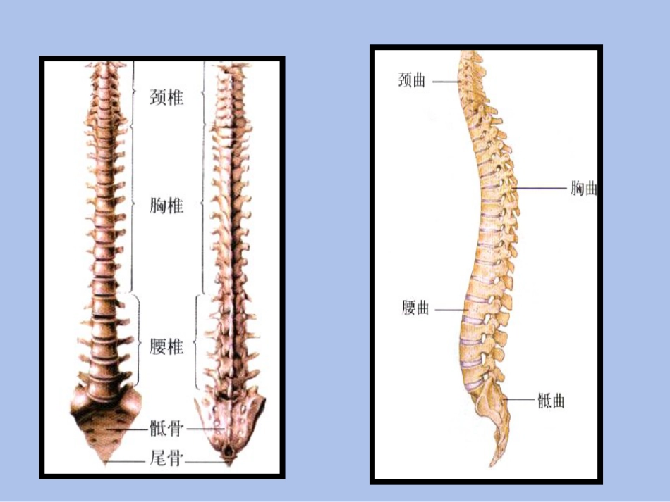 创伤基本急救技术3---固定篇_第7页