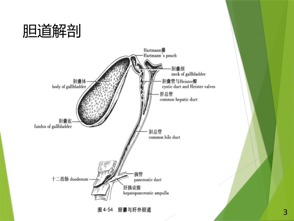 胆道出血PPT_第3页