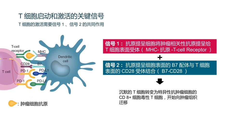 HCC肝癌的免疫治疗_第4页