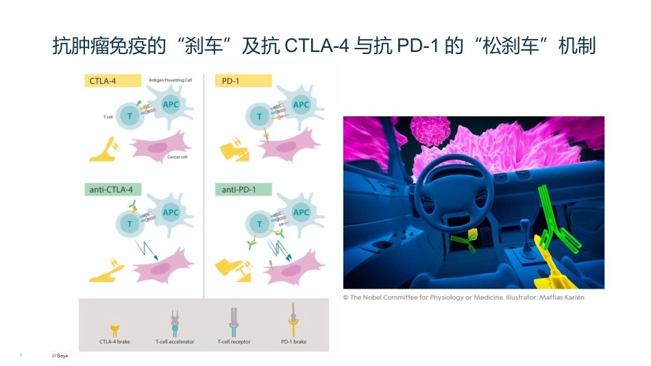 HCC肝癌的免疫治疗_第7页