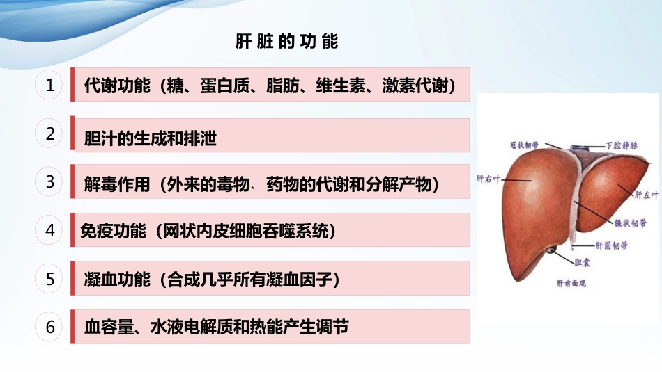常见肝病治疗及保肝药物介绍_第3页