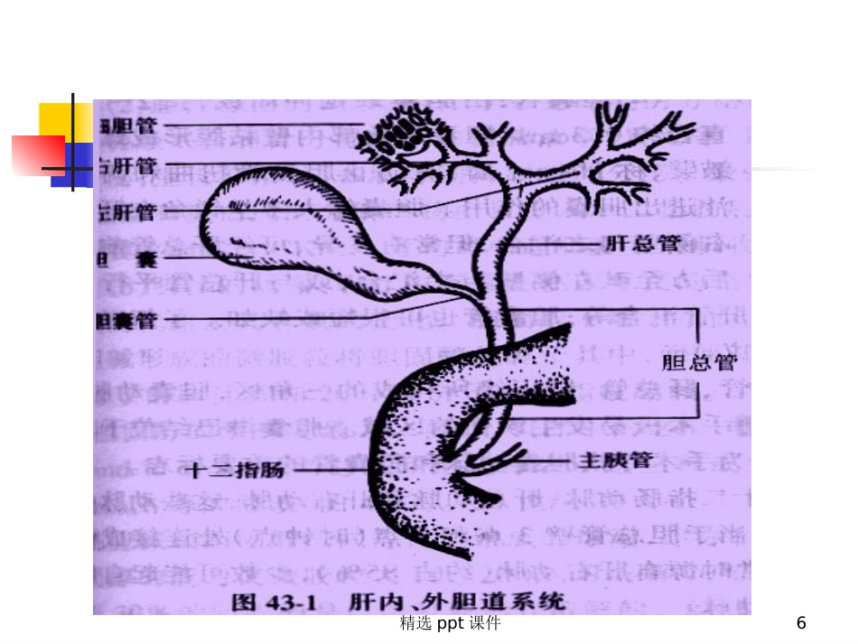 胆囊炎课件_第6页