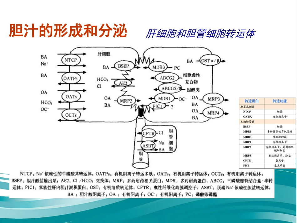 胆汁淤积性疾病的诊治进展_第5页
