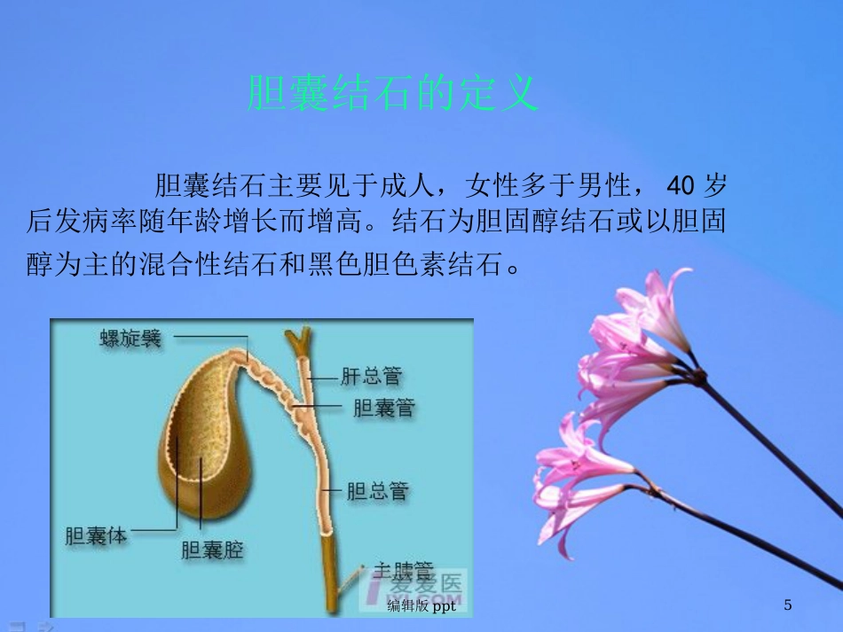 胆囊相关知识 ppt课件_第5页