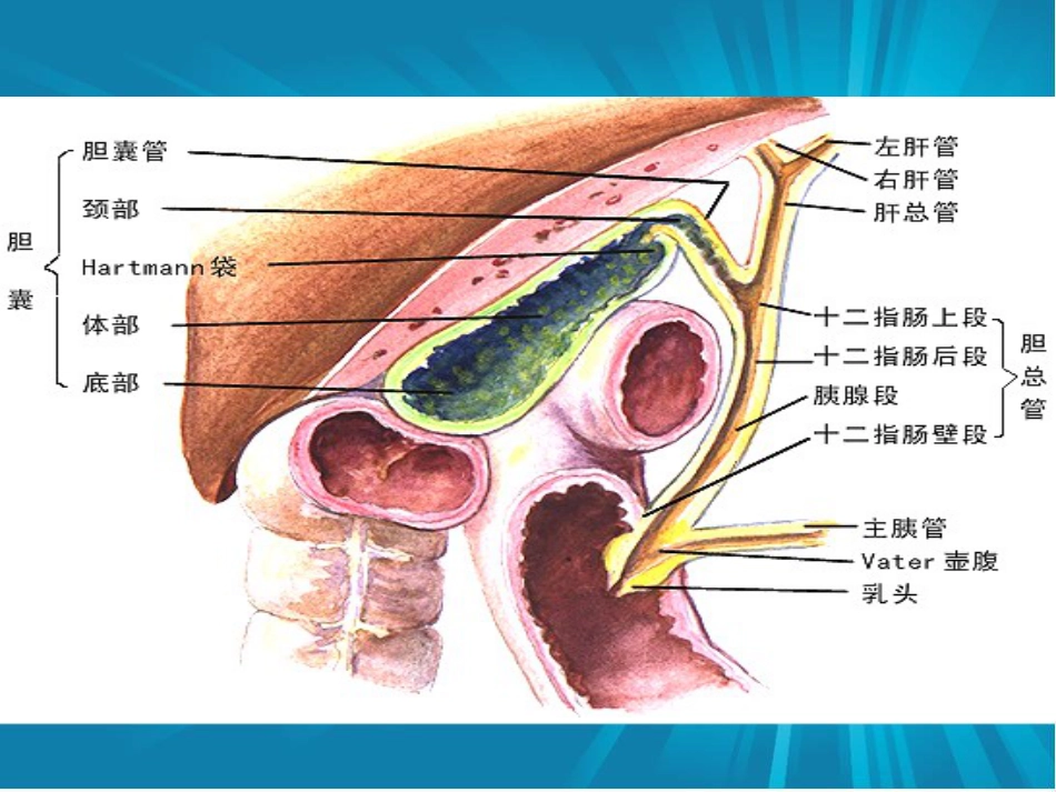 胆总管结石_第2页