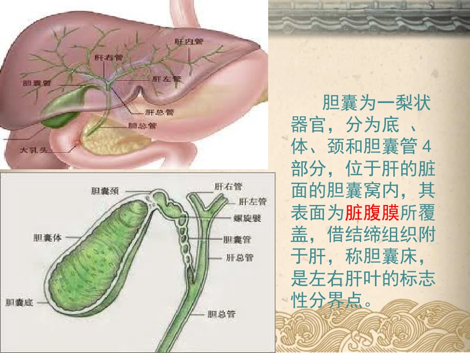腹腔镜下胆囊切除ppt课件_第5页
