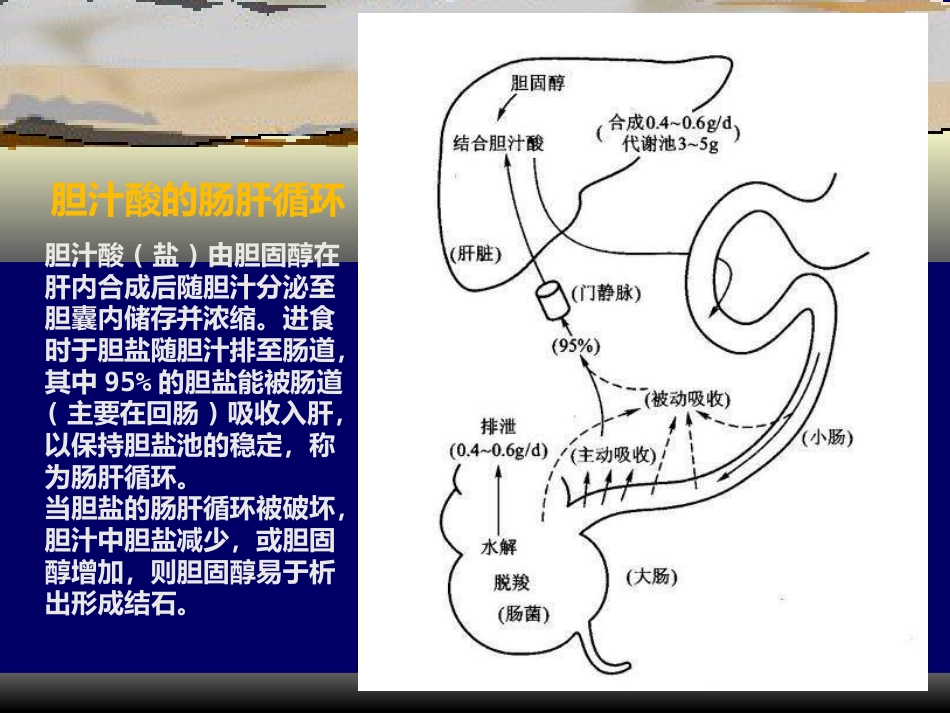 胆囊疾病PPT_第6页