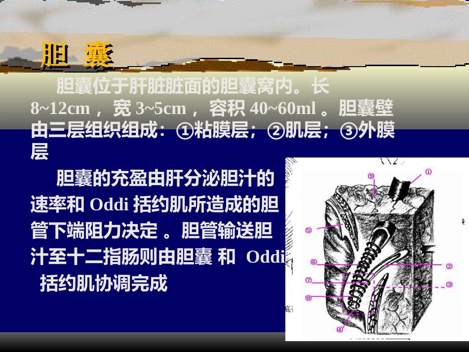 胆囊疾病PPT_第7页