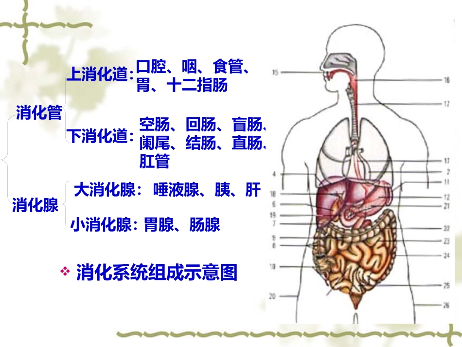 概述消化系统疾病护理_第3页
