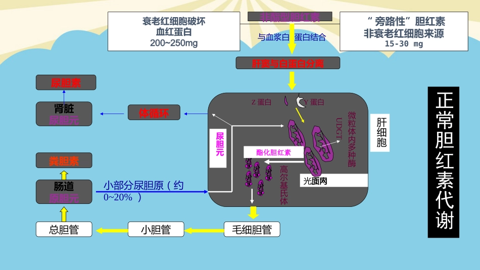 胆汁淤积性肝病的发生机制及治疗进展最全PPT_第12页
