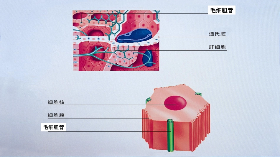 胆汁淤积性肝病的发生机制及治疗进展最全PPT_第4页