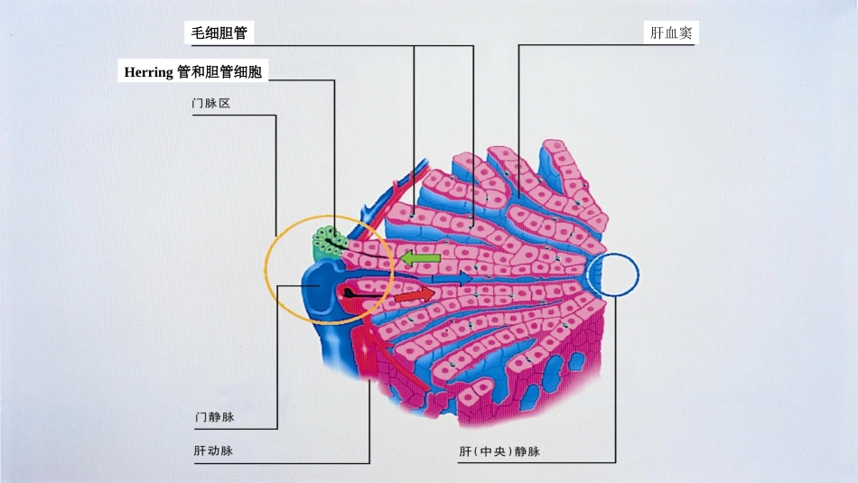 胆汁淤积性肝病的发生机制及治疗进展最全PPT_第5页