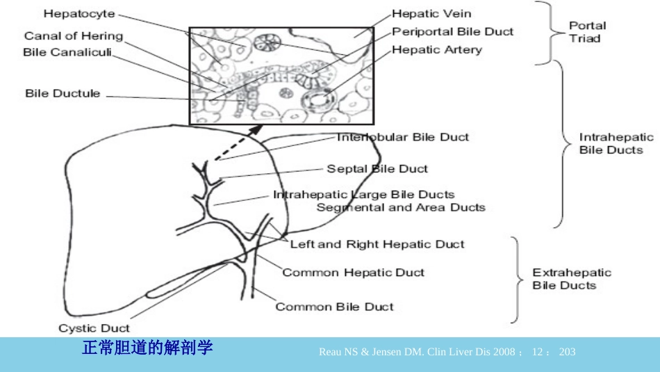 胆汁淤积性肝病的发生机制及治疗进展最全PPT_第6页