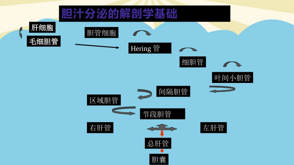 胆汁淤积性肝病的发生机制及治疗进展最全PPT_第7页