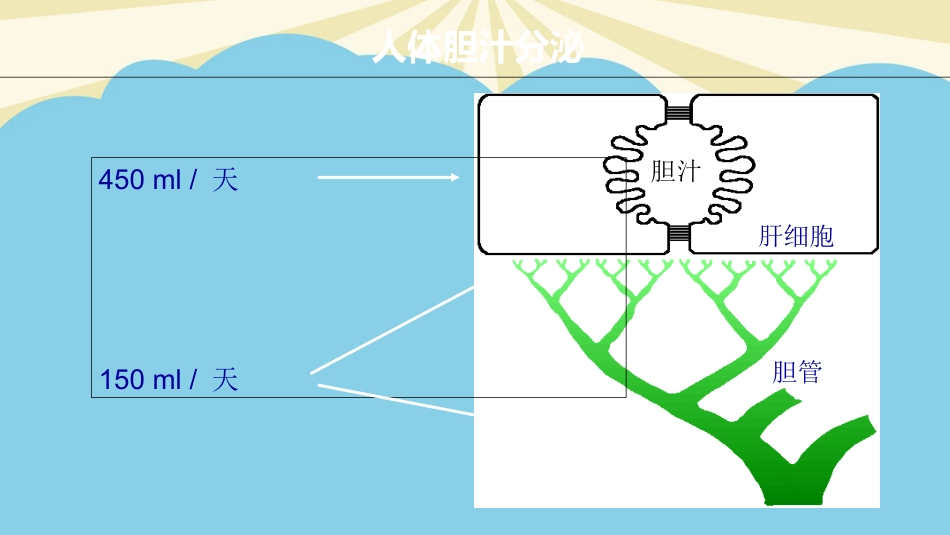 胆汁淤积性肝病的发生机制及治疗进展最全PPT_第8页