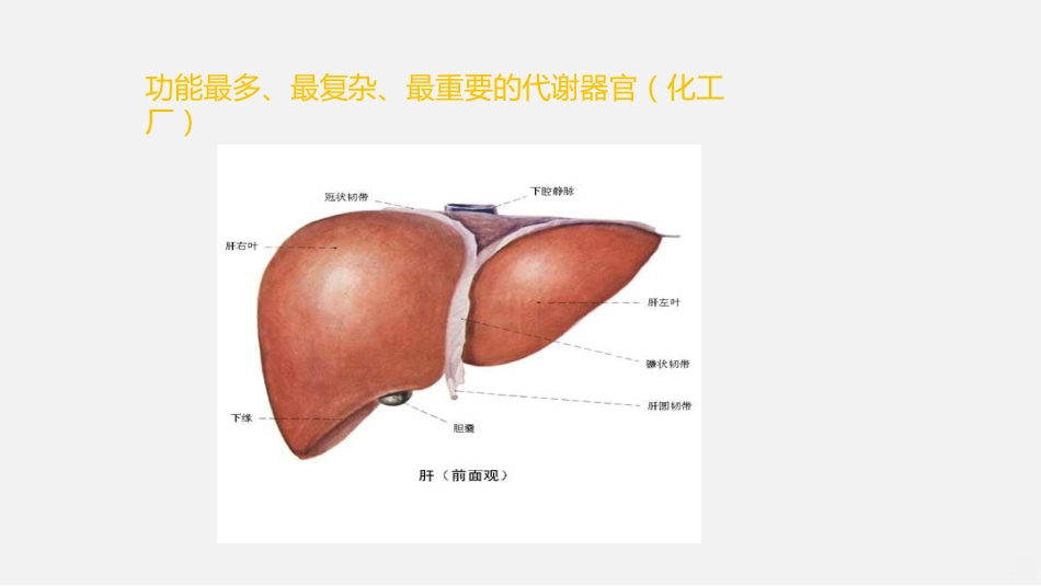 常见肝病诊治PPT课件_第4页