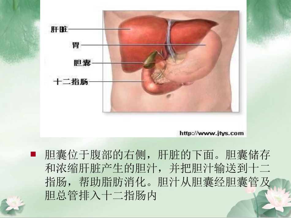 胆囊结石伴胆囊炎Ppt_第5页