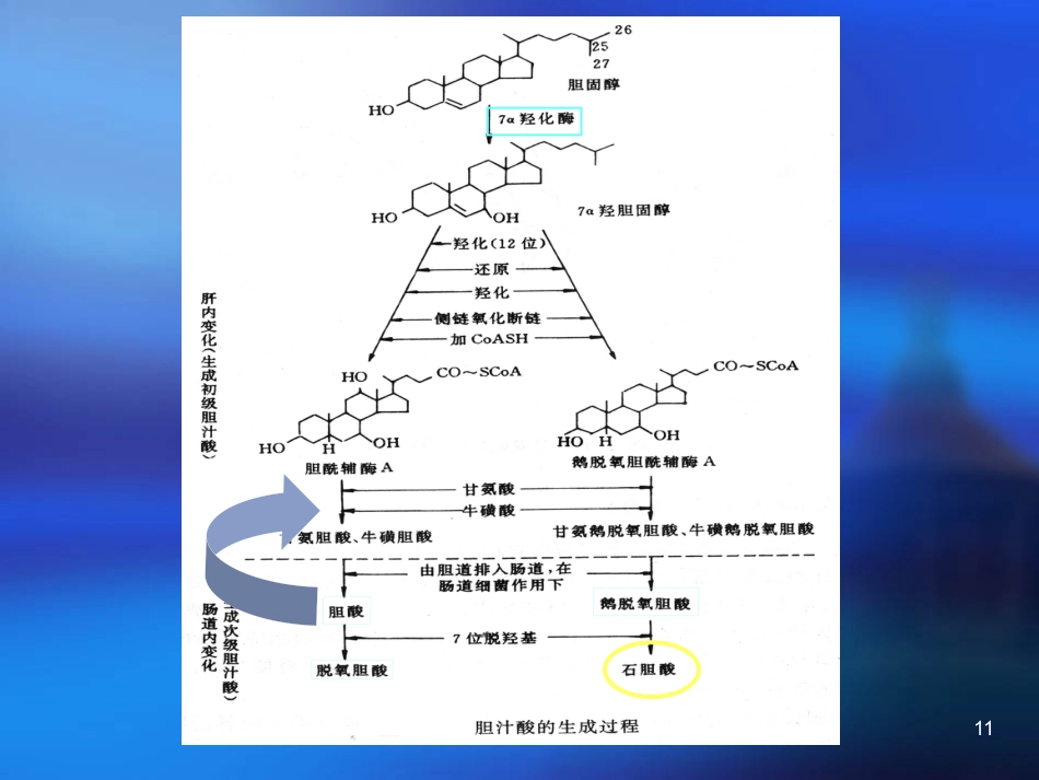 胆汁酸代谢及其异常_第11页