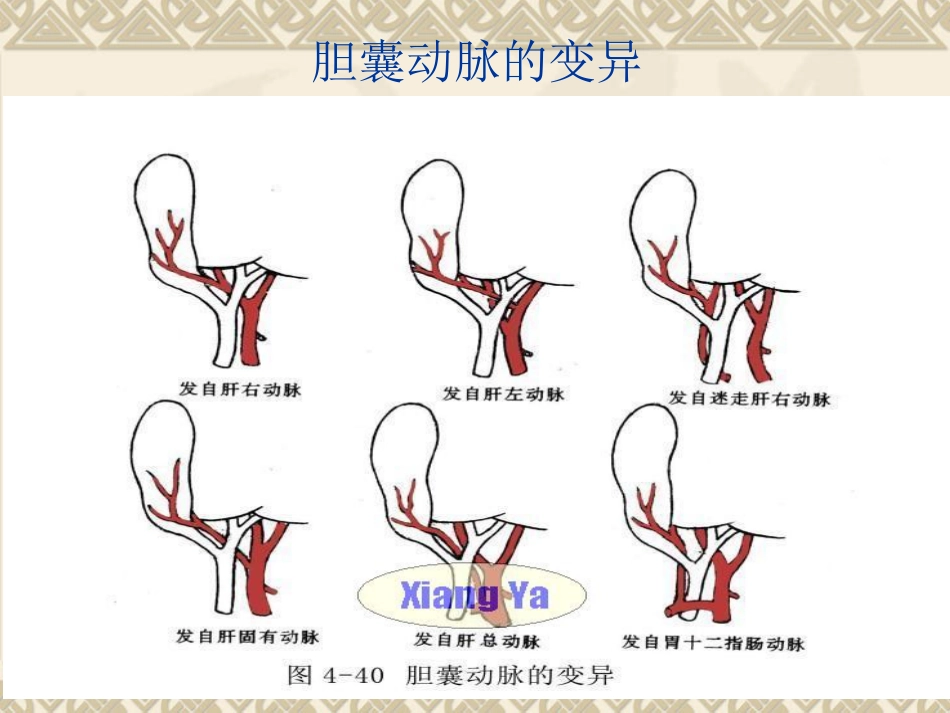 胆道疾病PPT课件_第12页