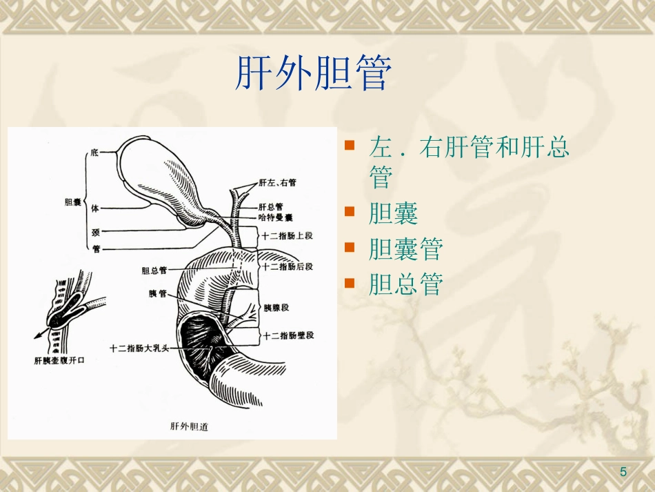 胆道疾病PPT课件_第5页