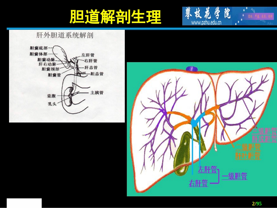 胆道外科 ppt课件_第2页