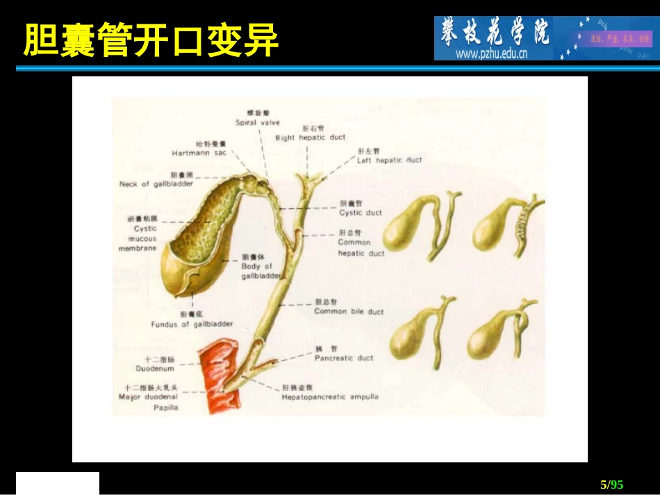 胆道外科 ppt课件_第5页