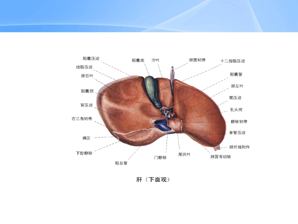 胆囊炎、胆石症_第7页