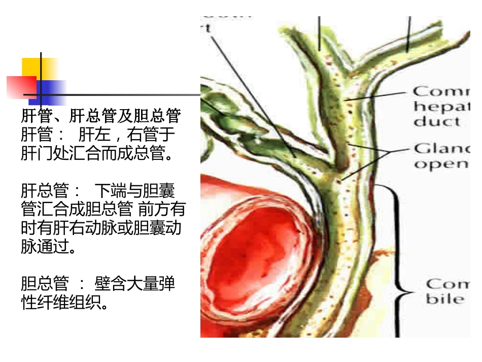 胆囊炎、胆石症课件_第10页