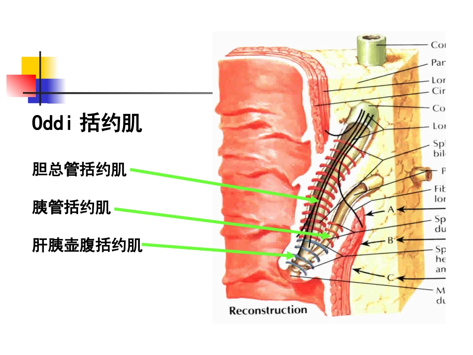 胆囊炎、胆石症课件_第12页