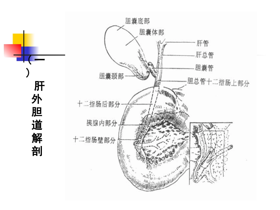胆囊炎、胆石症课件_第3页