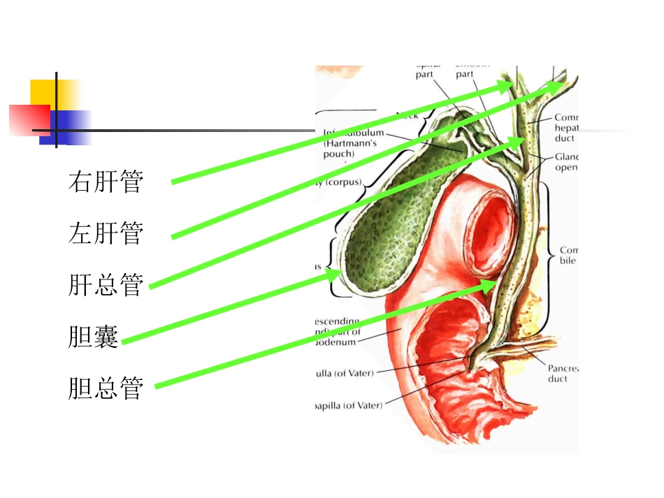 胆囊炎、胆石症课件_第4页