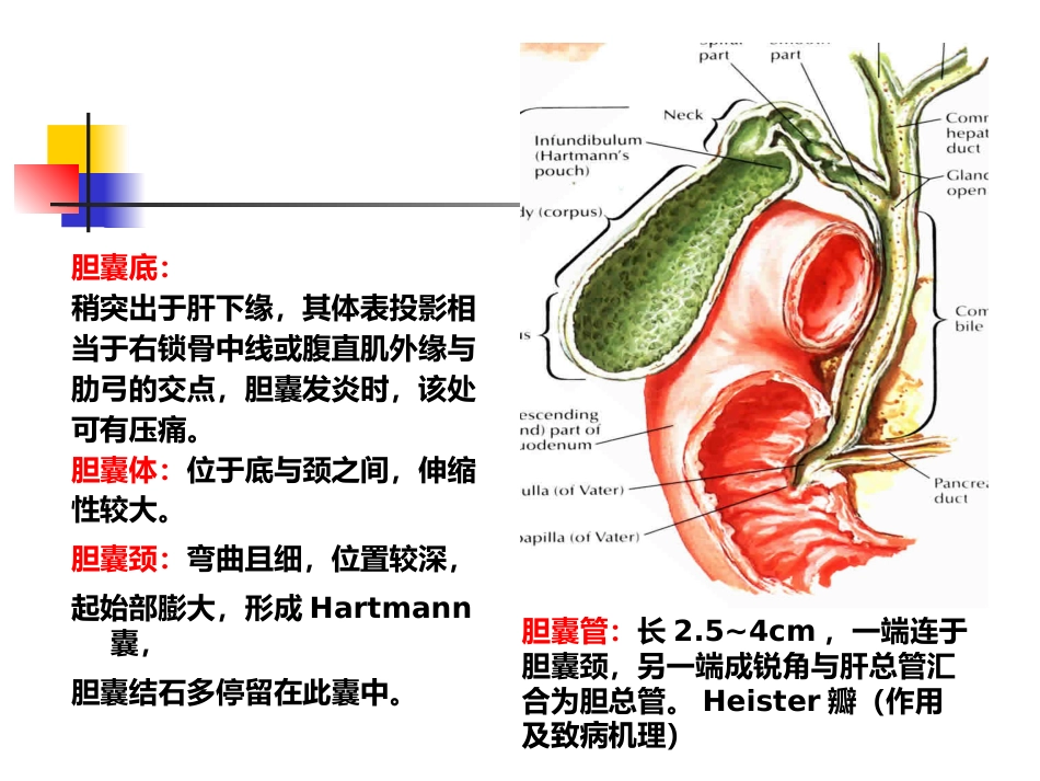 胆囊炎、胆石症课件_第7页