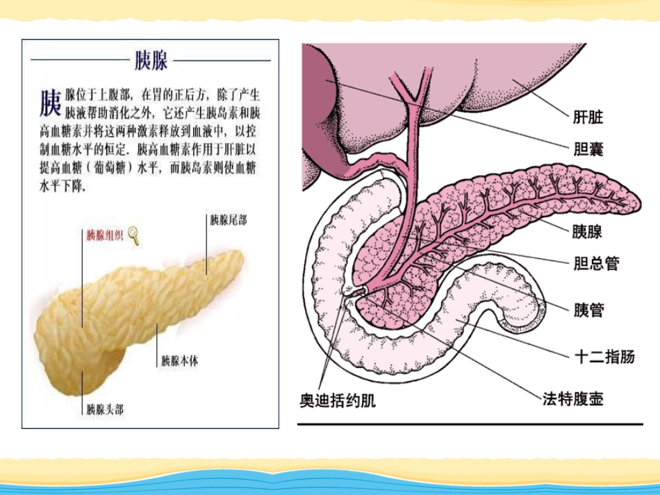 胆结石、慢性胰腺炎_第12页