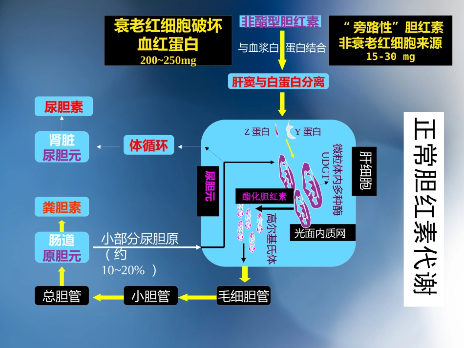 胆汁淤积性肝病介绍_第11页