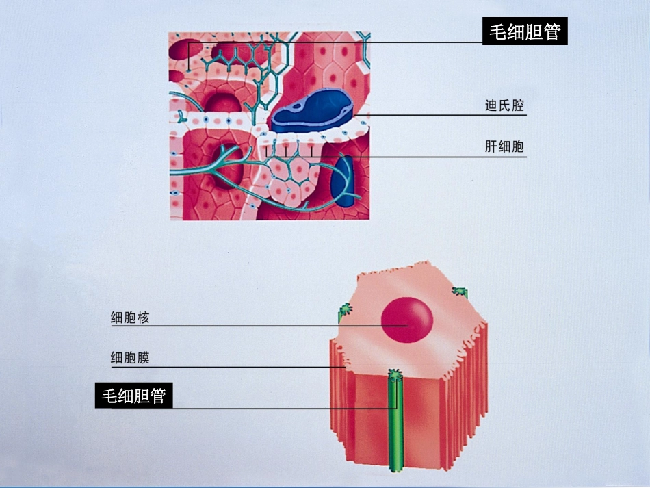 胆汁淤积性肝病介绍_第6页