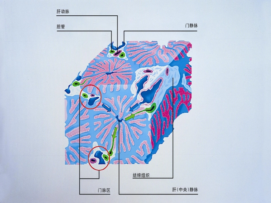 胆汁淤积性肝病介绍_第7页