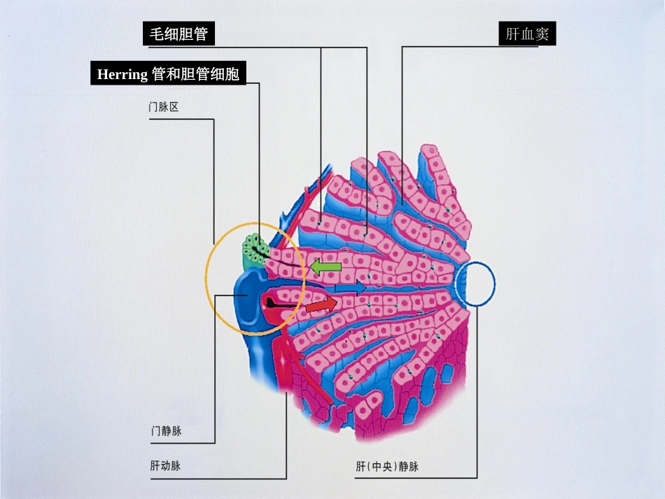胆汁淤积性肝病介绍_第8页