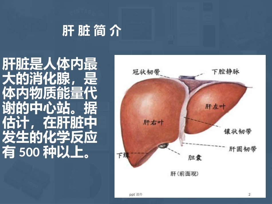 常见肝病成因与防治 ppt课件_第2页