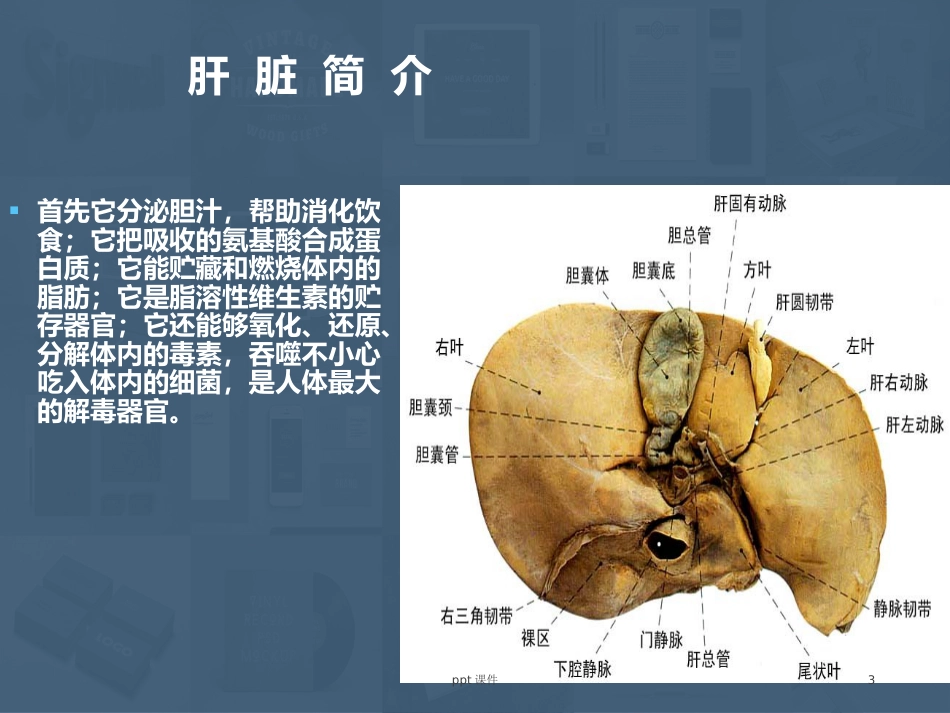 常见肝病成因与防治 ppt课件_第3页
