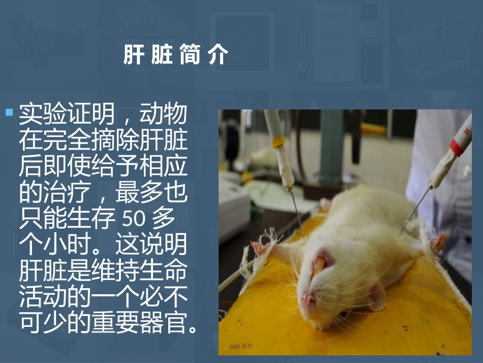 常见肝病成因与防治 ppt课件_第4页