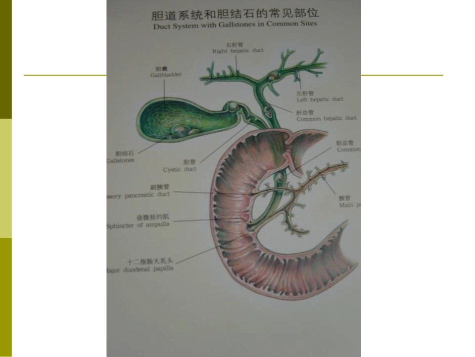 胆囊结石成因和治疗进展PPT课件_第2页