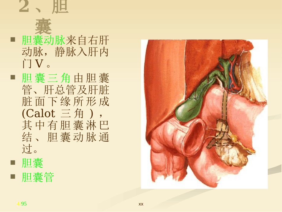 胆道外科_第4页