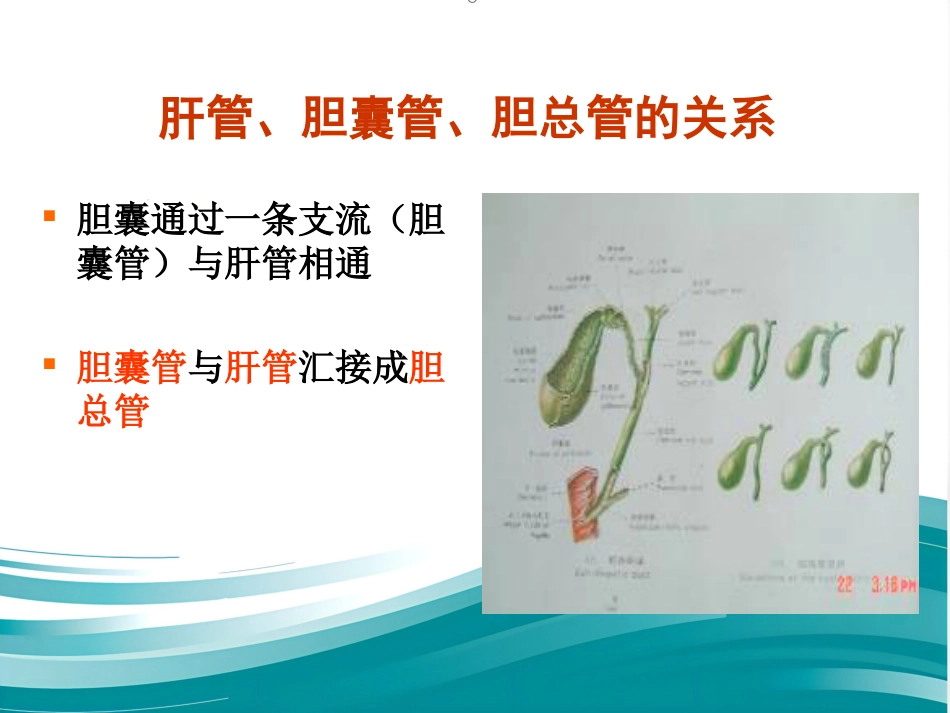 胆道系统结石的外科治疗_第15页