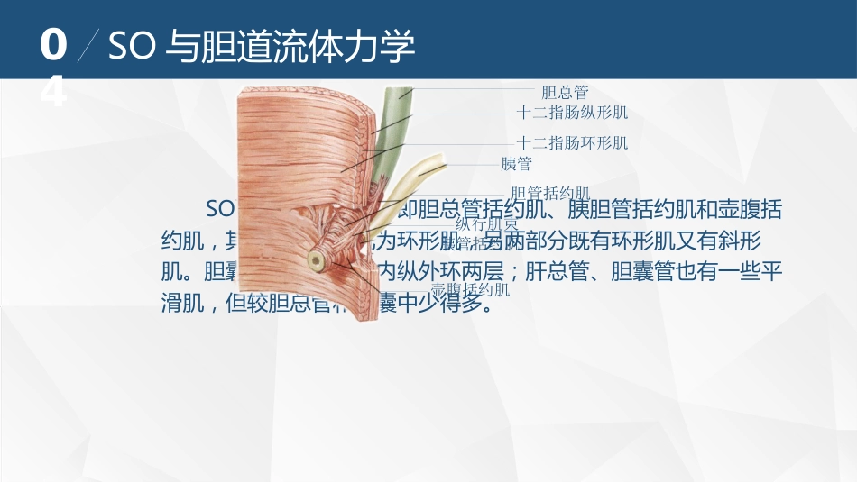 胆道流体力学与胆道疾病_第15页