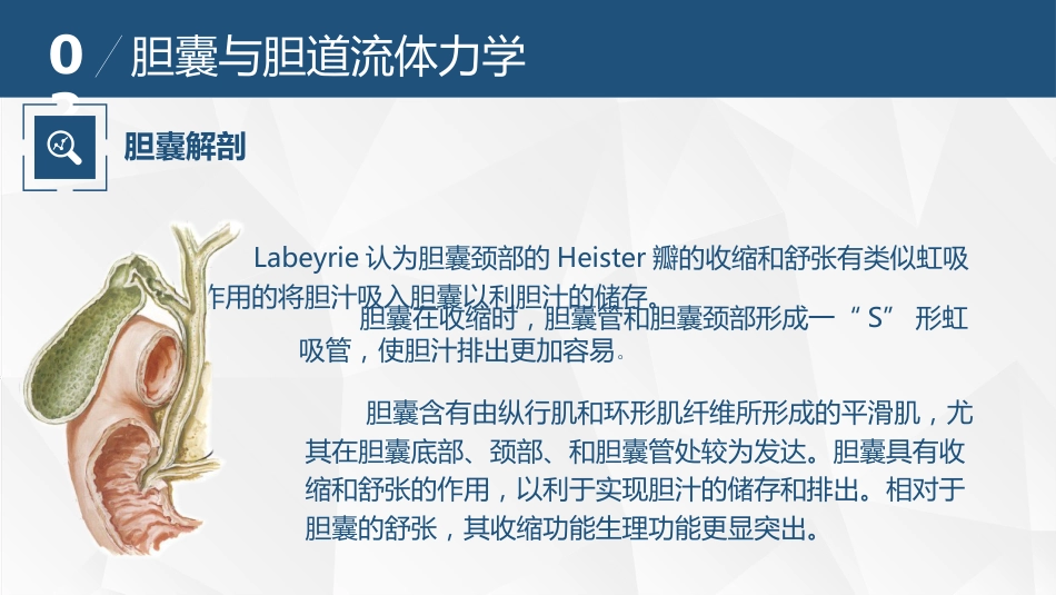 胆道流体力学与胆道疾病_第7页