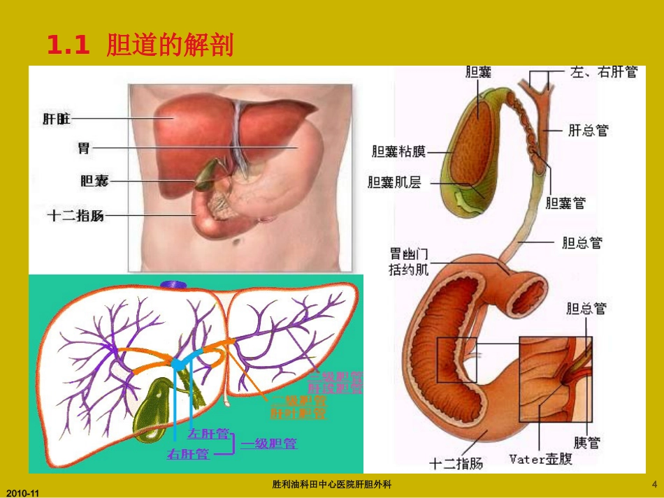 胆囊炎与胆石症ppt_第4页